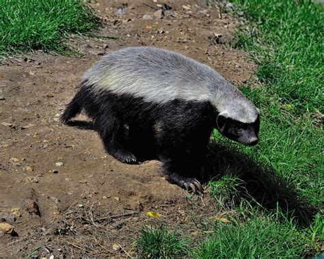 Honey Badger - Facts, Diet, Habitat & Pictures on Animalia.bio | Honey ...