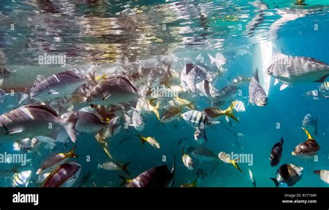 Marine life in Atlantic Ocean on Cuban coast Stock Photo - Alamy