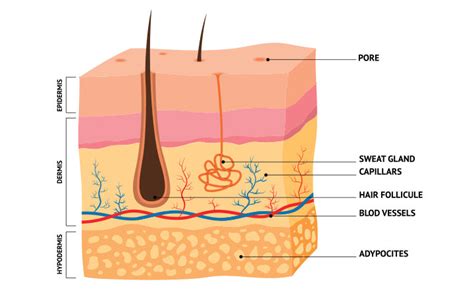 Enlarged Pores Nose