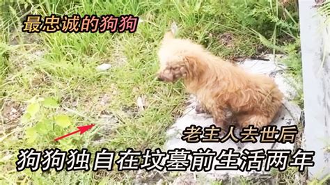 老人两年前去世后，狗狗跟着下葬队伍到墓地生活，守护在主人身边 Youtube