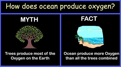 What Is The Largest Oxygen Producer On Earth Life Set Go