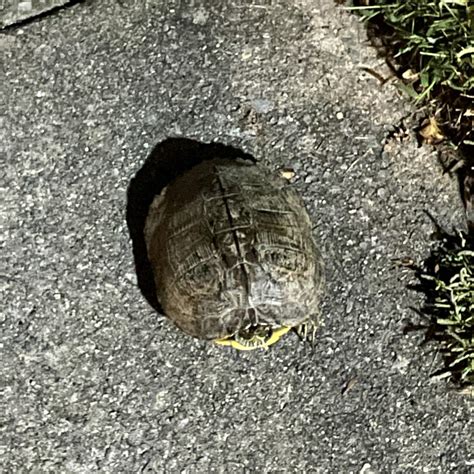 how do you turtle making noise easily 5