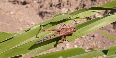 India Suffers Biggest Locust Attack in 25 Years, Not Fully Controlled ...