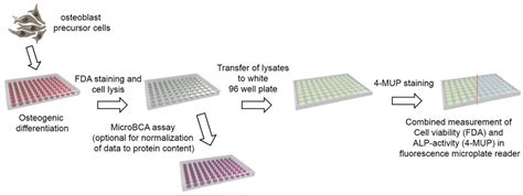 Mps Free Full Text Combined Fluorescence Based In Vitro Assay For