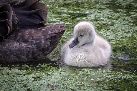 Cygne Noir Deuil Swan Oiseau D Eau Photo Gratuite Sur Pixabay