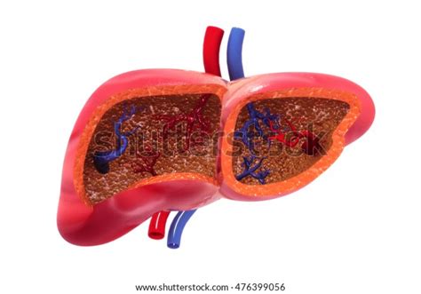 Human Liver Cross Section 3d Render Stock Illustration 476399056