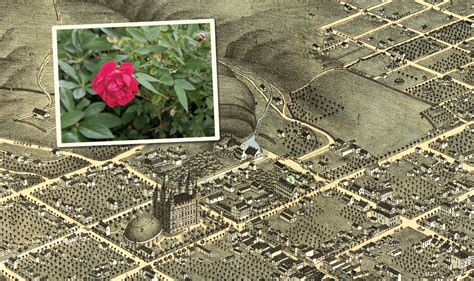 The Nauvoo Rose on Temple Square - Arnold Arboretum | Arnold Arboretum