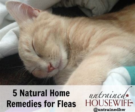 5 Natural Home Flea Remedies that Actually Work | Flea remedies, Home remedies for fleas, Fleas