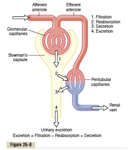 Lecture Tubular Physiology I Reabsorption Secretion Flashcards