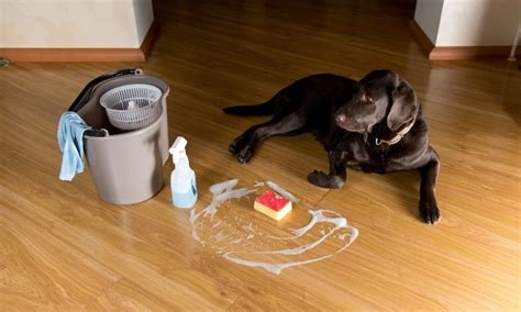 How To Remove Black Pet Urine Stains From Hardwood Floors