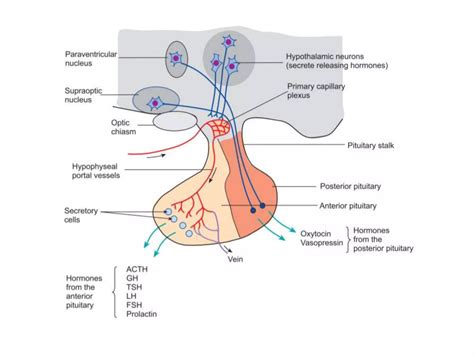 Neuroendocrine System And Neurosecretion Ppt