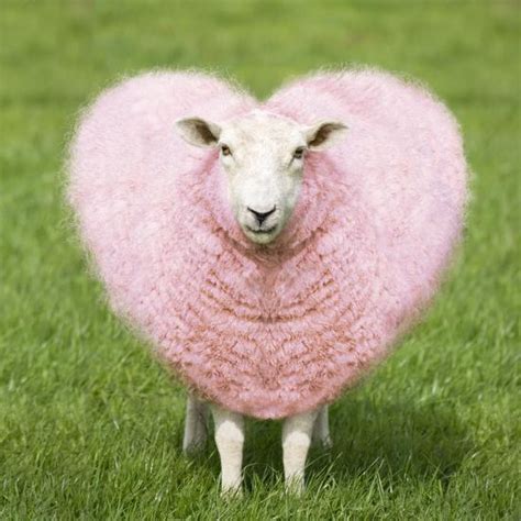 'Sheep Ewe Pink Heart Shaped Wool' Photographic Print | Art.com