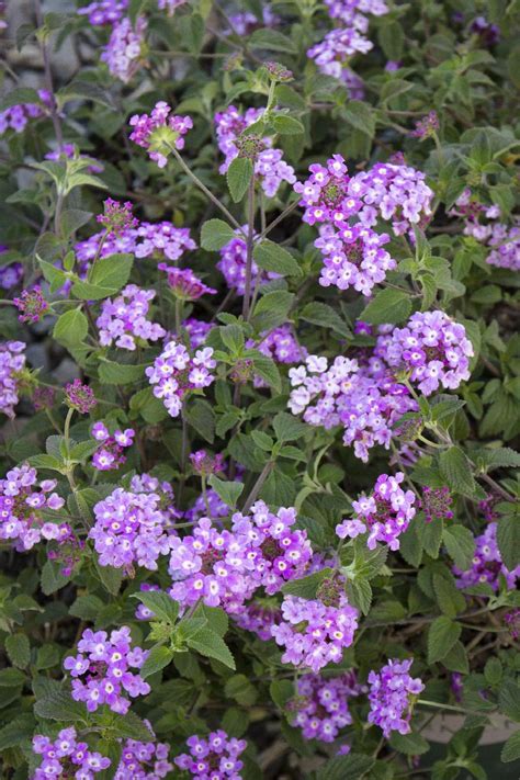 Trailing Lantana Lantana Sellowiana Monrovia Plant