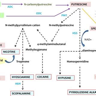 Schematic Representation Of Polyamine Induced Alkaloid Production