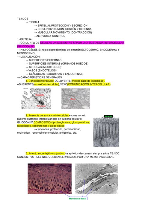 Tejido Epitelial Tejidos → Tipos 4 → Epitelial ProtecciÓn Y SecreciÓn → ConjuntivouniÓn