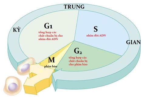 Nhân Đôi ADN Diễn Ra Ở Đâu Khám Phá Chi Tiết Quá Trình Quan Trọng Này