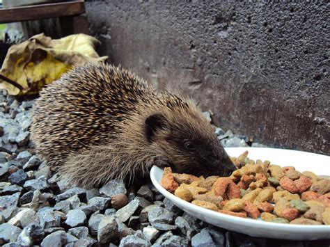 My Hedgehog is Not Eating - Causes & Treatment