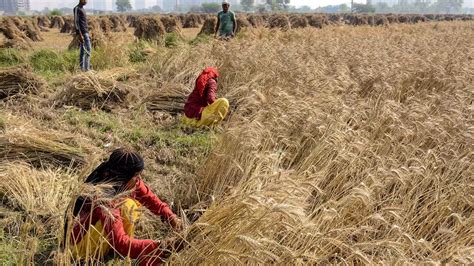 All Eyes On Weather As Rabi Wheat Sowing Enters Crucial Stage Archyde