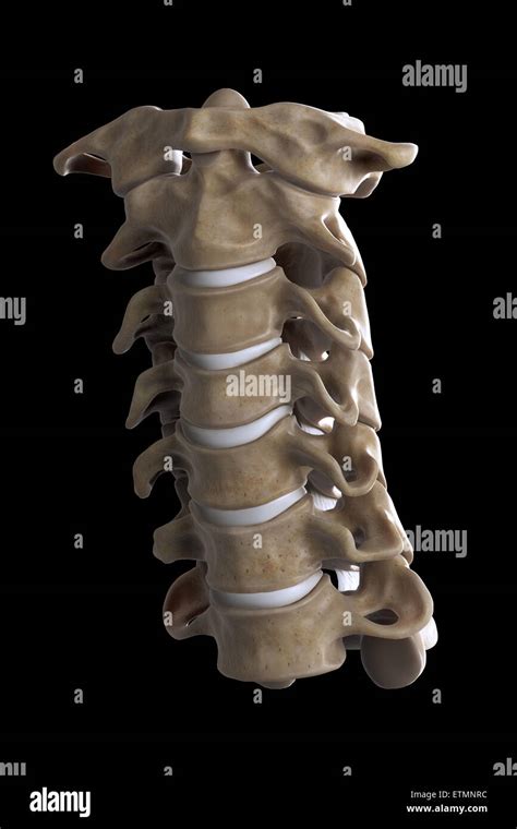 Human Atlas Vertebrae Hi Res Stock Photography And Images Alamy