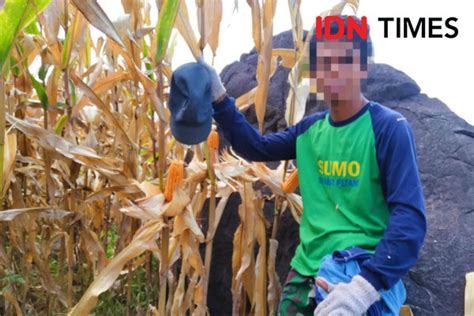 Pemda Bima Target Produksi 521 Ribu Ton Jagung Tahun 2024