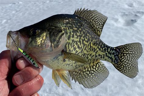 Ice fishing tip: Using spoons to catch more late-season panfish ...