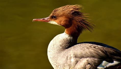 merganser mergus duck  photo  pixabay pixabay