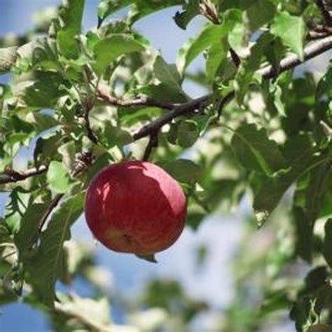 When To Spray Dormant Oil On Fruit Trees Homemade Dormant Oil Spray