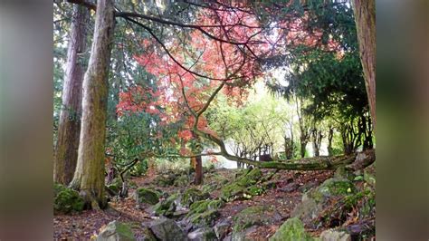 Japanischer Garten Am Schloss Reinhardsbrunn Wird Erforscht