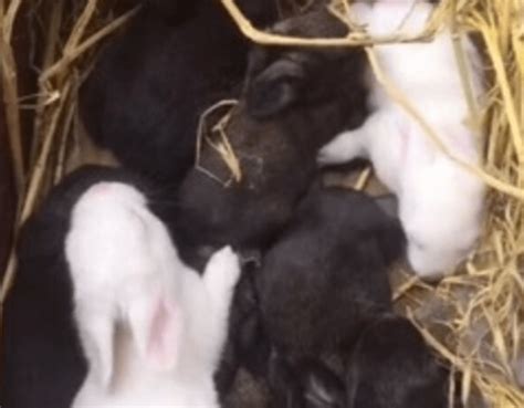 Le fermier a trouvé des chiots nouveau nés dans un champ après un