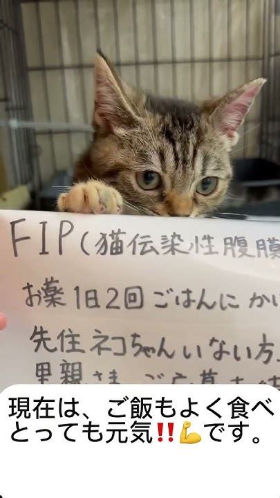 🟠この子は、fipで行き場のない子猫ちゃんです。🟠i日②回お薬をご飯にかけています。 里親募集中子猫アゴはネコ 猫のいる暮らし Youtube