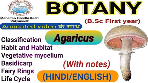 Life Cycle Of Agaricus Youtube