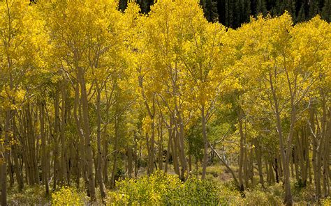 Golden Quaking Aspen Grove Fall Quaking Aspen Colors Take Flickr