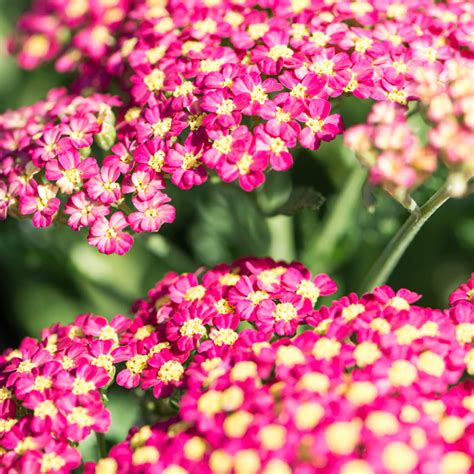 Szkółka Bylin Dobrepole Achillea millefolium Milly Rock Cherry