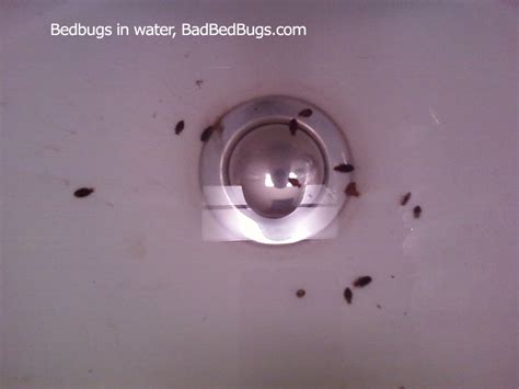 Picture of bed bugs in water