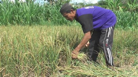 Gagal Panen Puluhan Hektar Padi Di Grobogan Dibabat Habis Untuk Pakan