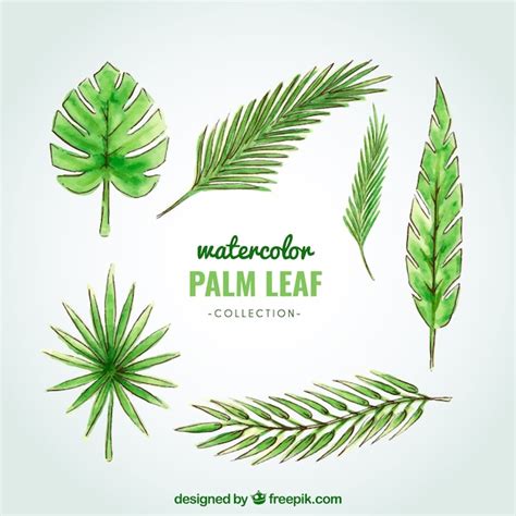 Colección De Hojas De Palmera En Acuarela Vector Gratis