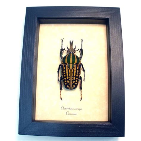 Chelorrhina Savagei Male Mm African Flower Beetle Framed