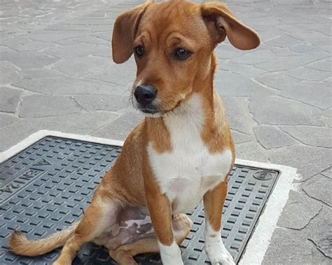 Varese TIKO CUCCIOLO TAGLIA PICCOLA Regalo Cuccioli Cani Varese