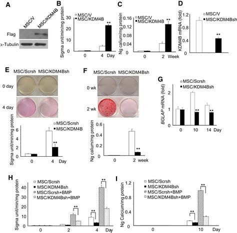 Histone Demethylases Kdm4b And Kdm6b Promotes Osteogenic