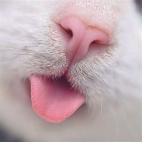 93 Close Ups Of Cat Noses To Make Your Day Cat Nose Cute Cats Cat Memes