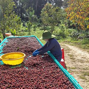 About Us Viet Specialty Organic Coffee Fnb Vietnam