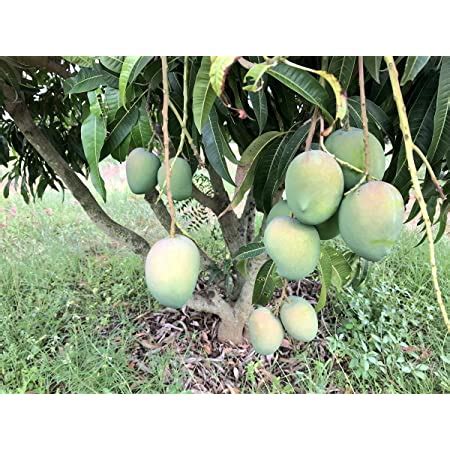 Royal Paradise Garden Rare Mango Fruit Grafted Live Plant Variety