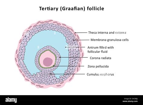 Zona Pellucida Histology