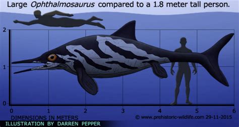 Ophthalmosaurus size by Frylock921 on DeviantArt