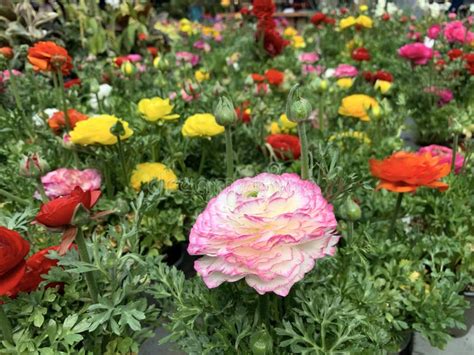 Beautiful Flowering Buttercup Or Ranunculus Lat Ranunculus Stock