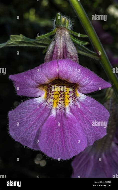 Flower Of Chinese Foxglove Rehmannia Elata Stock Photo Alamy