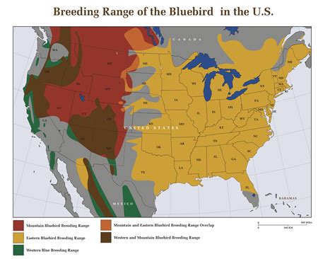 Bluebird Biology How To Attract Bluebirds Barn Owl Box Company