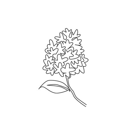 One Continuous Line Drawing Beauty Fresh Syringa Vulgaris For Garden