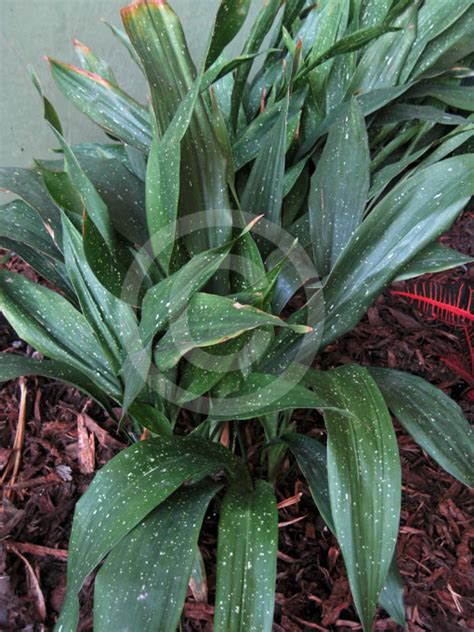 Aspidistra Lurida Ginga Spotted Cast Iron Plant Aspidistra