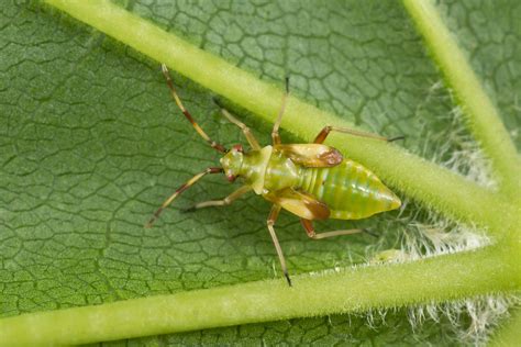 Dryophilocoris Flavoquadrimaculatus Nikolai Vladimirov Flickr